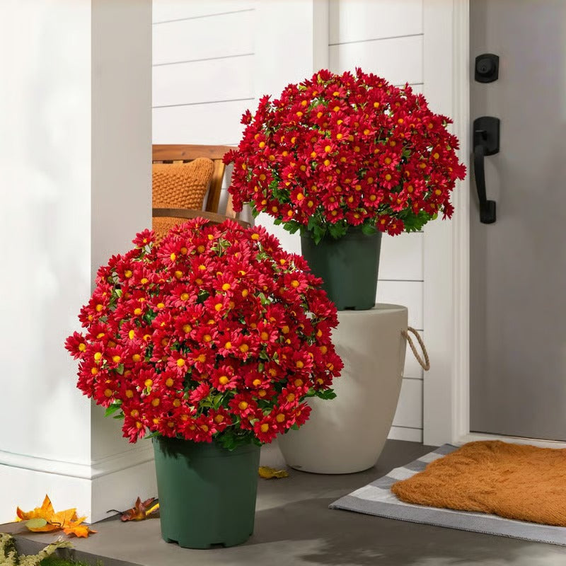 AutumnBloom – Permanent Autumn Splendor Without Maintenance!