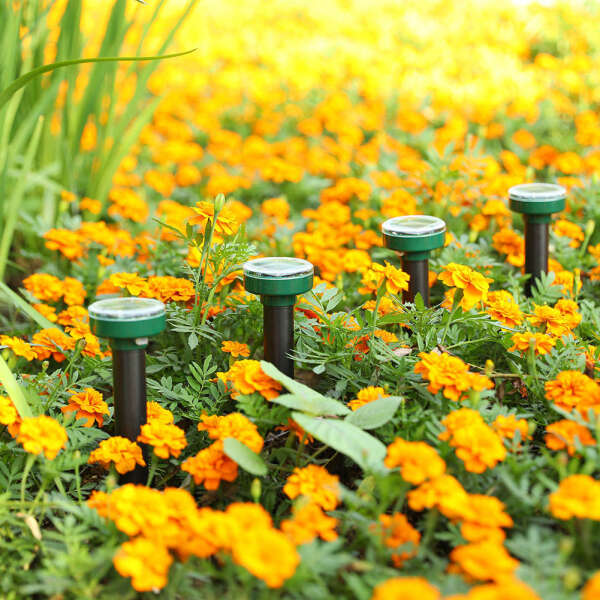 1+1 FREE | EcoRay - Putting an end to pests thanks to the power of the sun