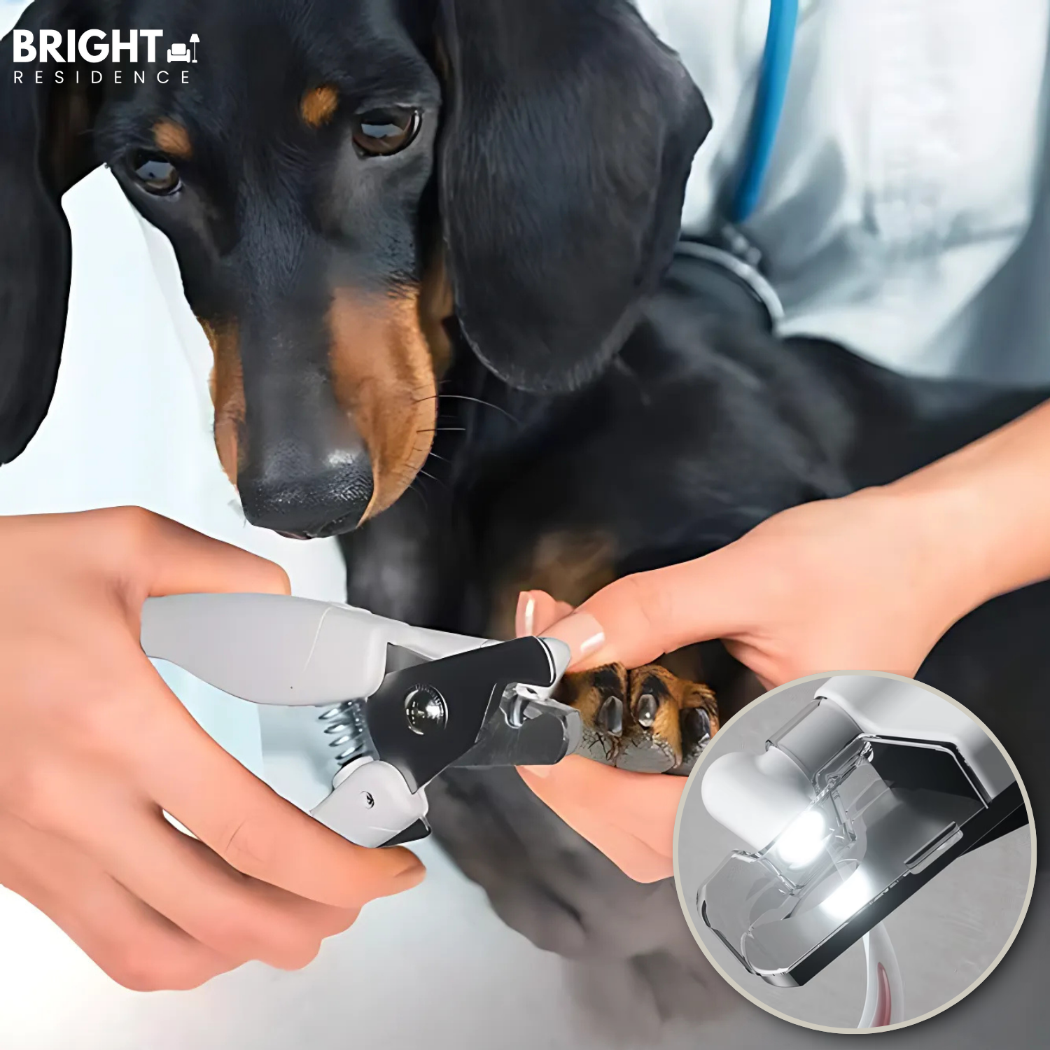 NailGuard - Safe nail care for your pet