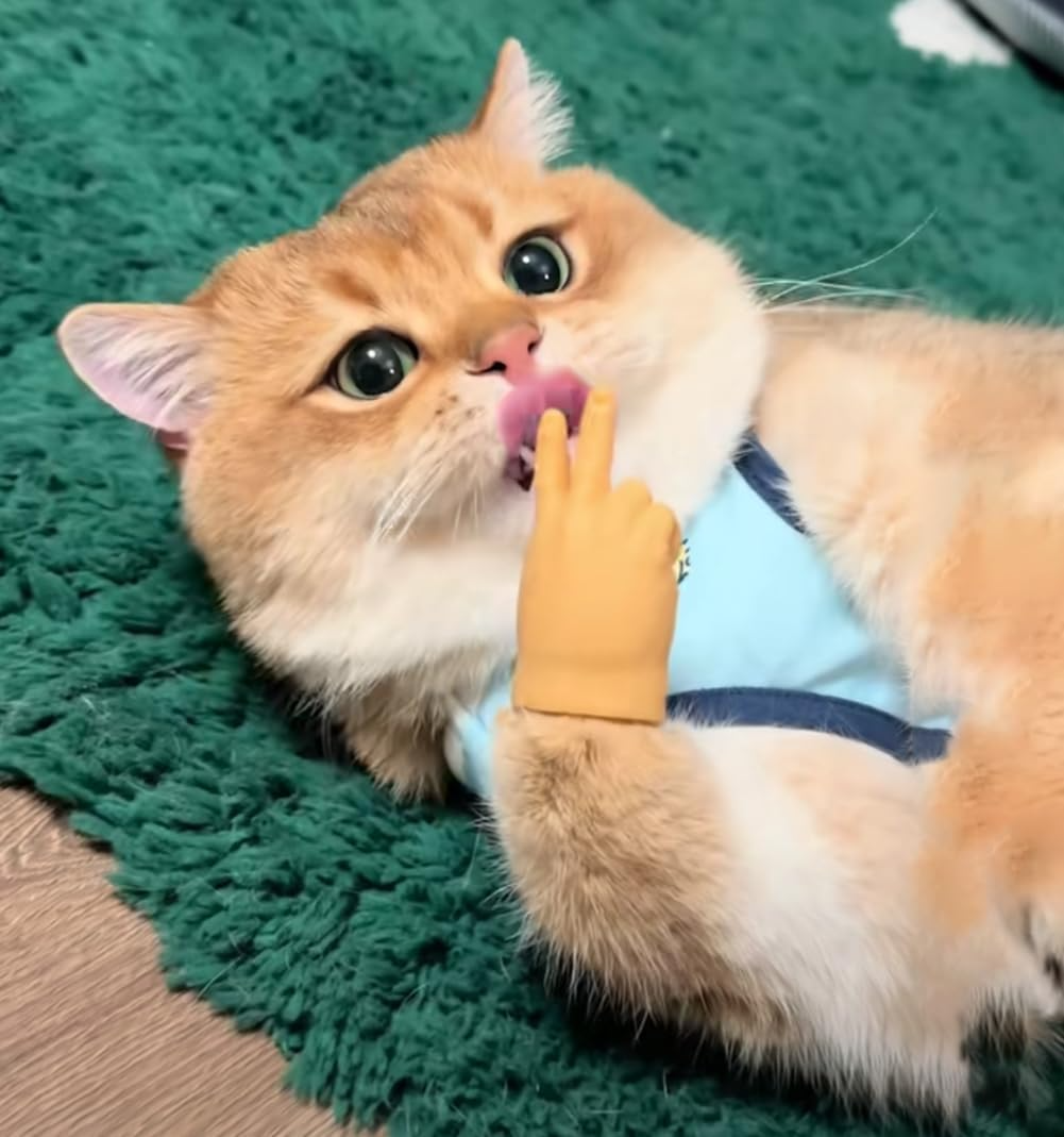 PawsTouch – The Toy Every Cat Instantly Loves