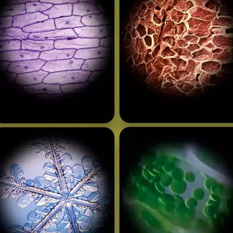 MicroQuest – Explore the Microscopic World with Your Smartphone
