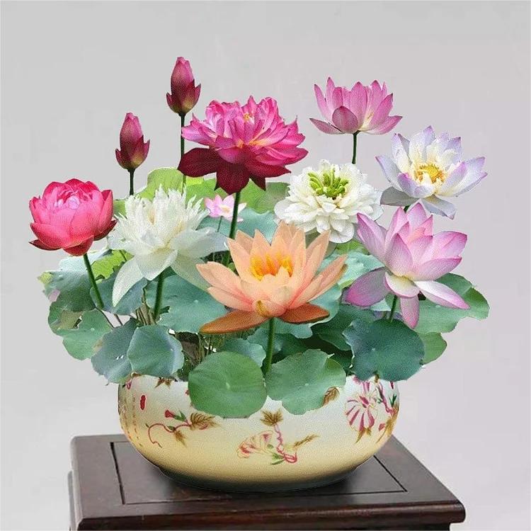 5+5 FREE | LotusBloom - Magical blooms for your pond