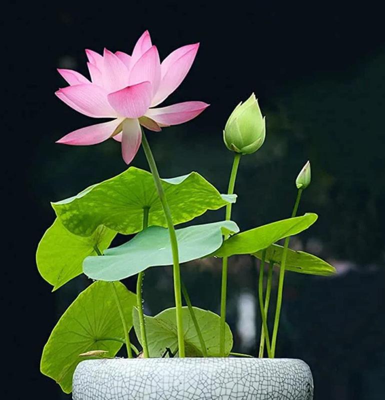 5+5 FREE | LotusBloom - Magical blooms for your pond