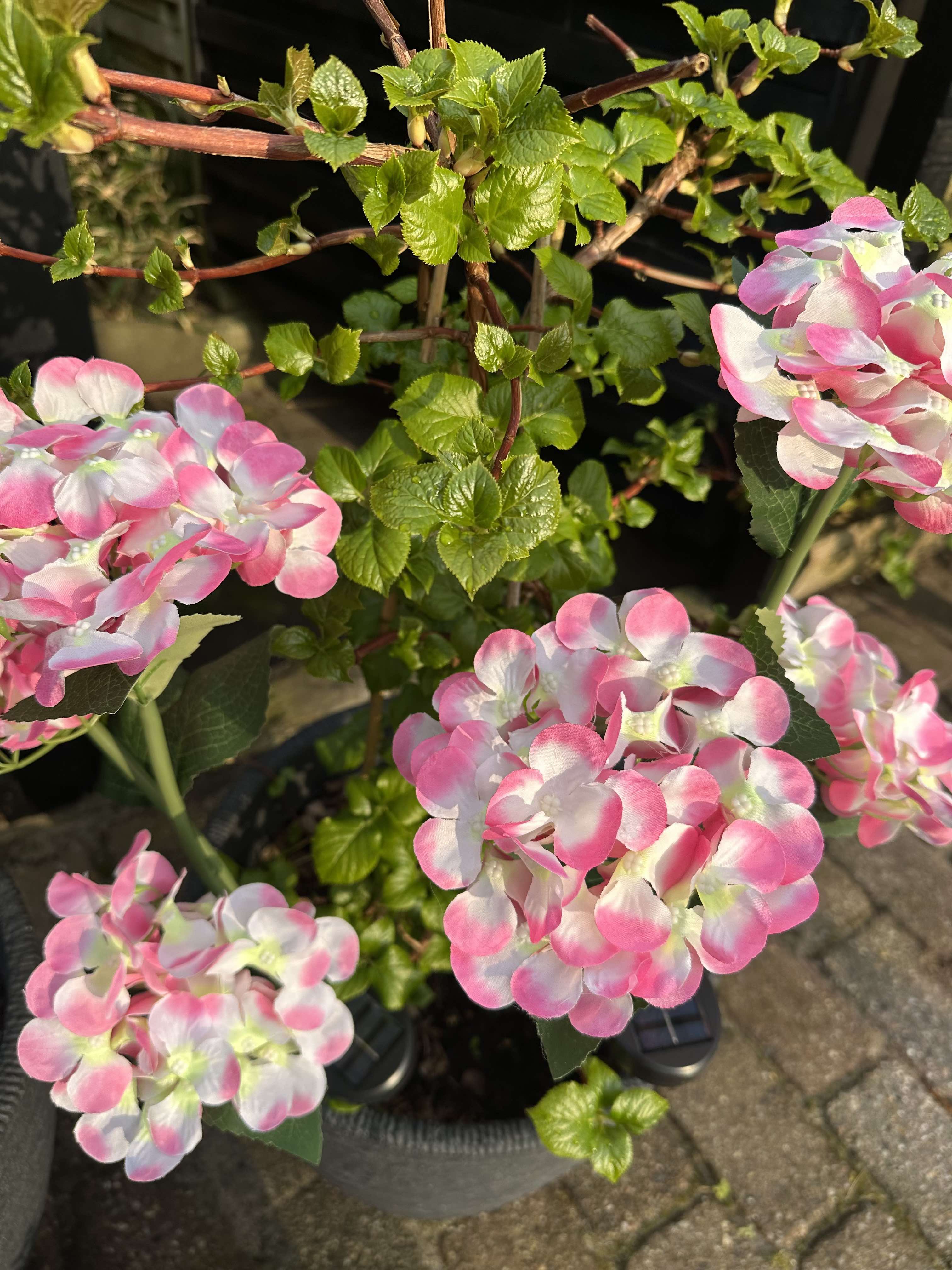 GlowFlora – Brighten Your Garden with Solar-Powered Beauty!
