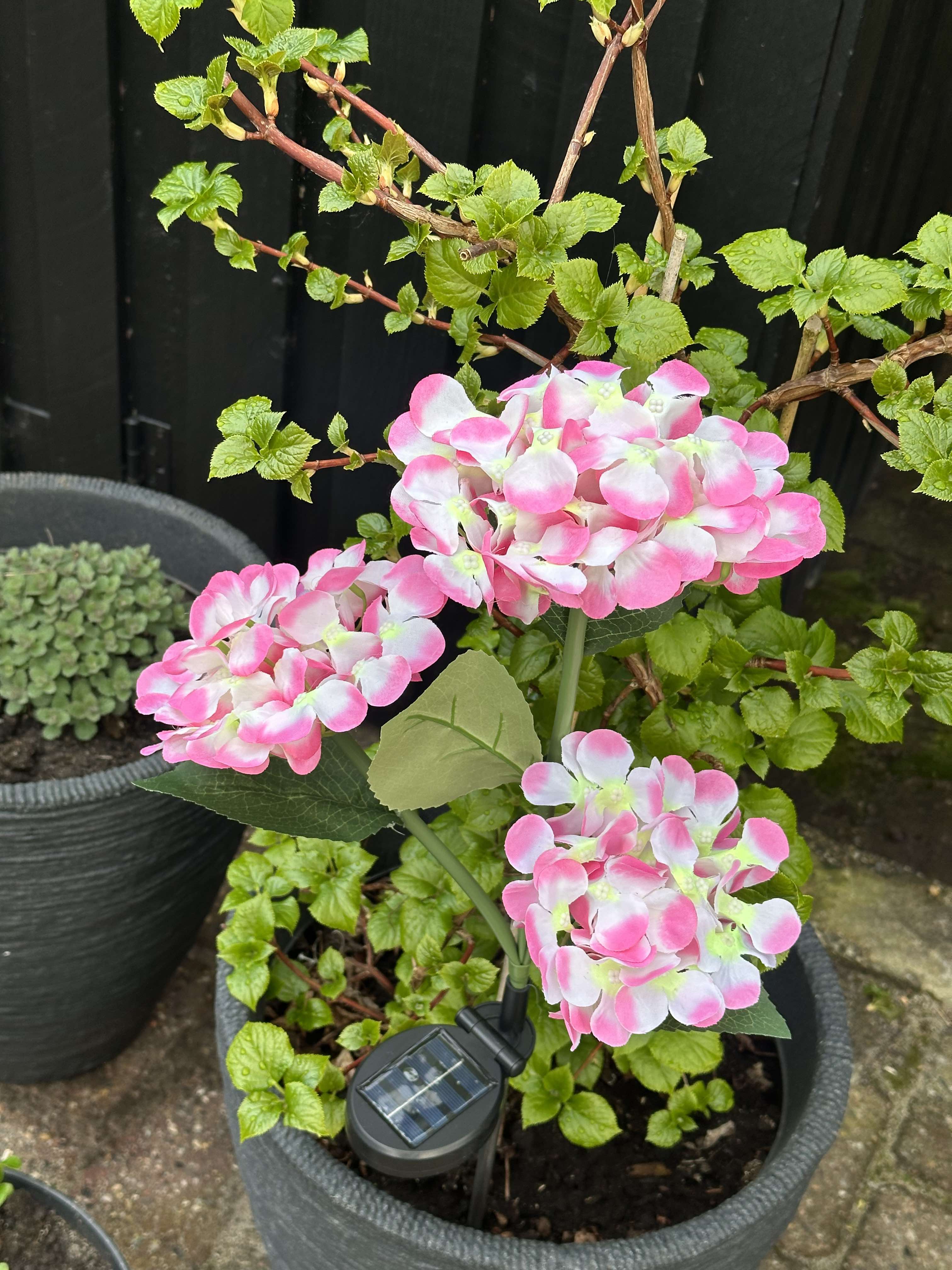 GlowFlora – Brighten Your Garden with Solar-Powered Beauty!