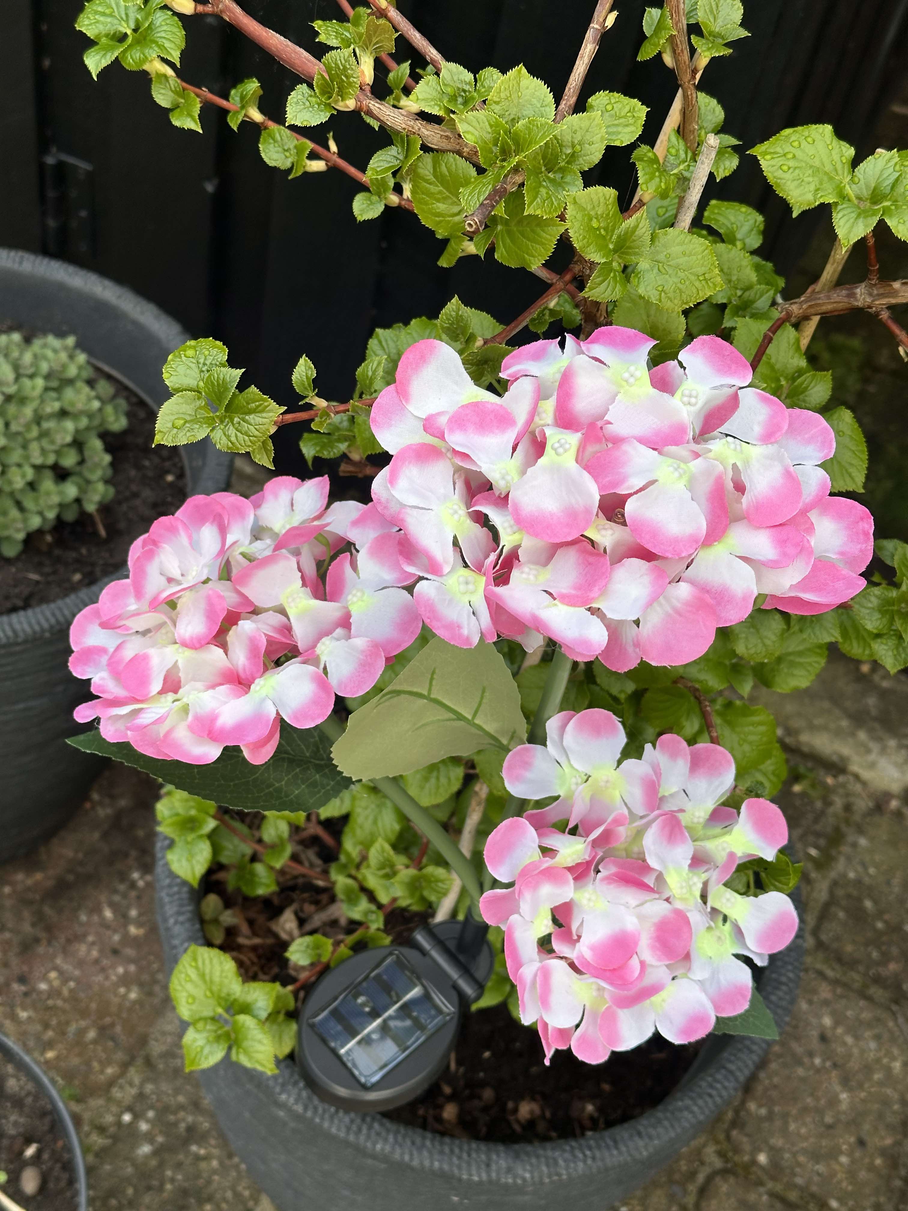 GlowFlora – Brighten Your Garden with Solar-Powered Beauty!