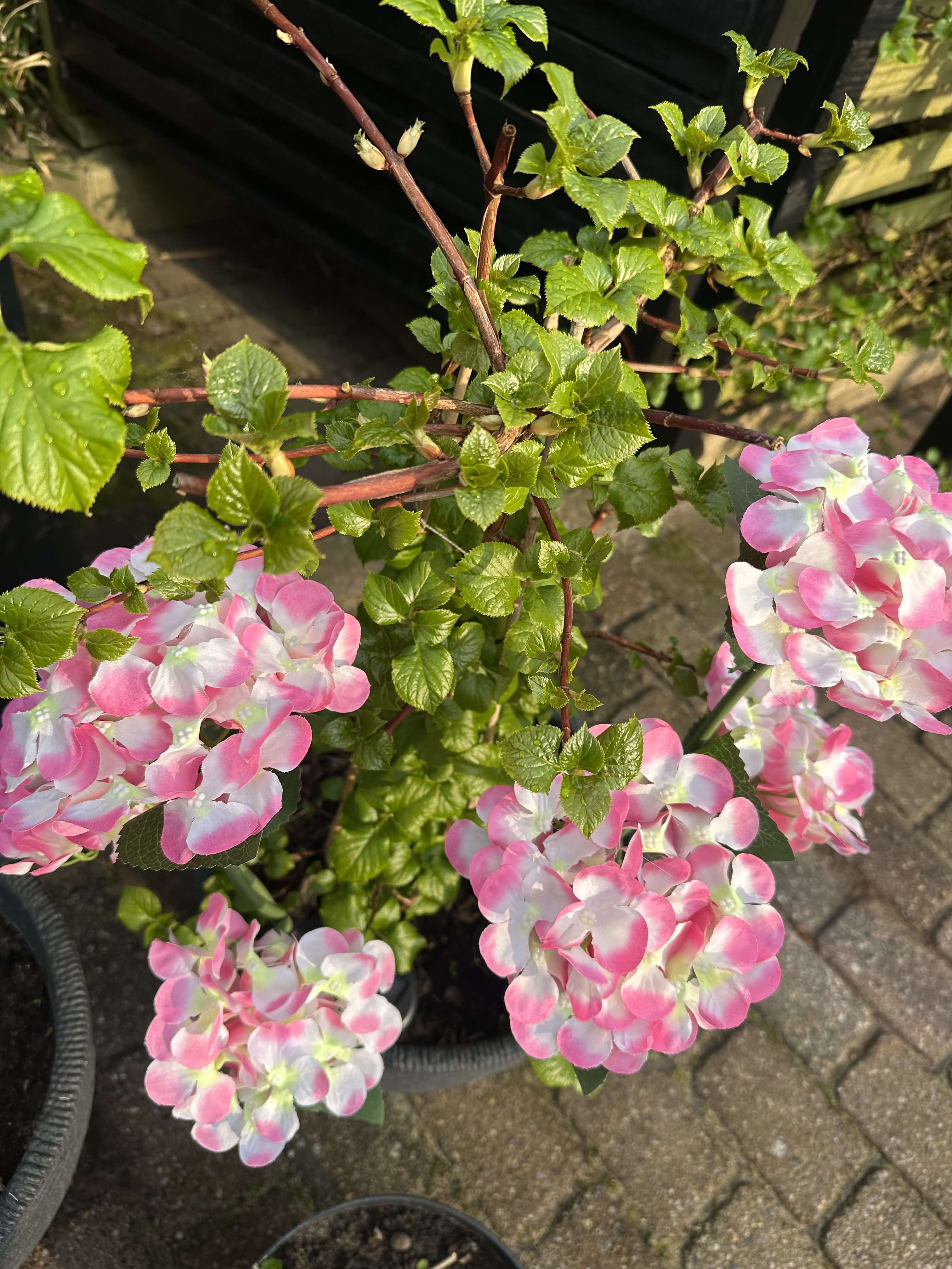 GlowFlora – Brighten Your Garden with Solar-Powered Beauty!
