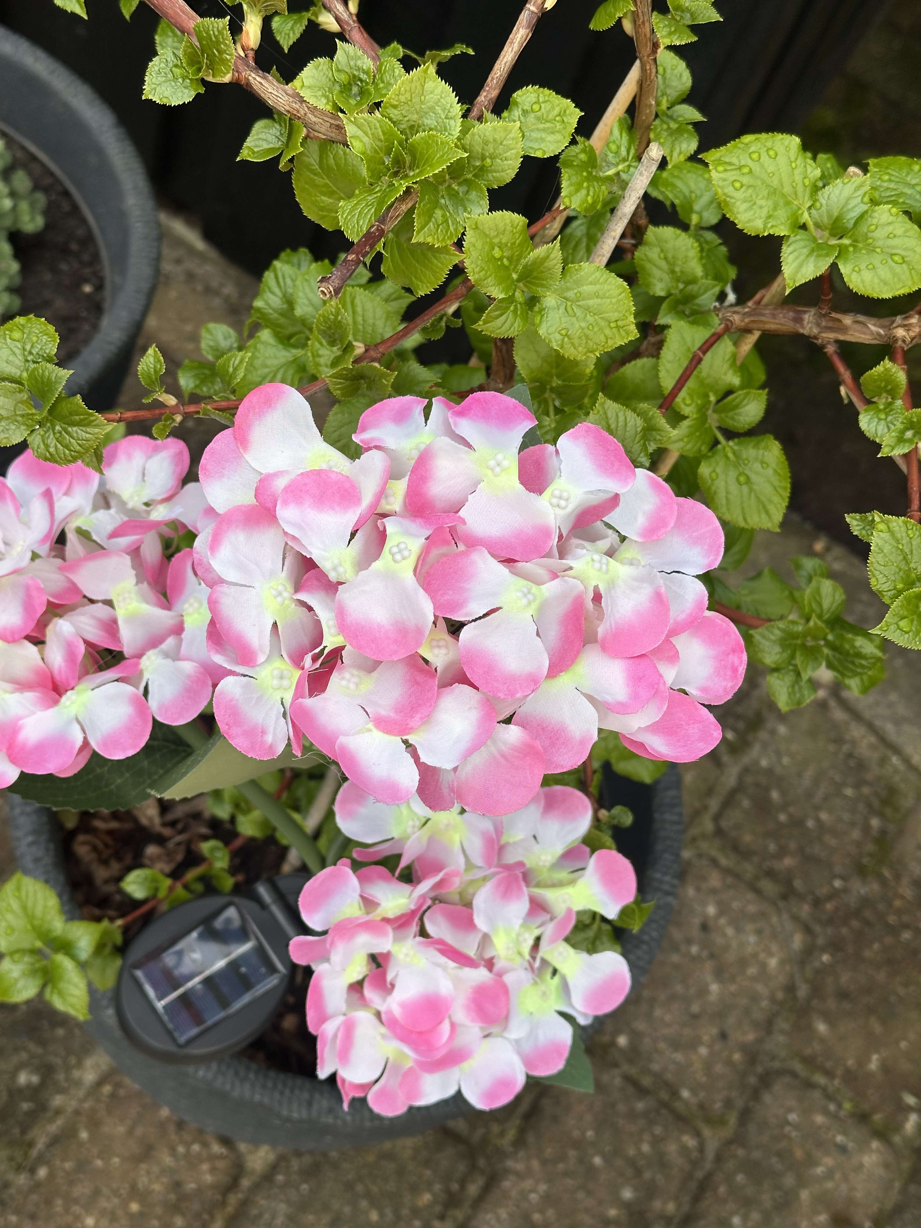 GlowFlora – Brighten Your Garden with Solar-Powered Beauty!