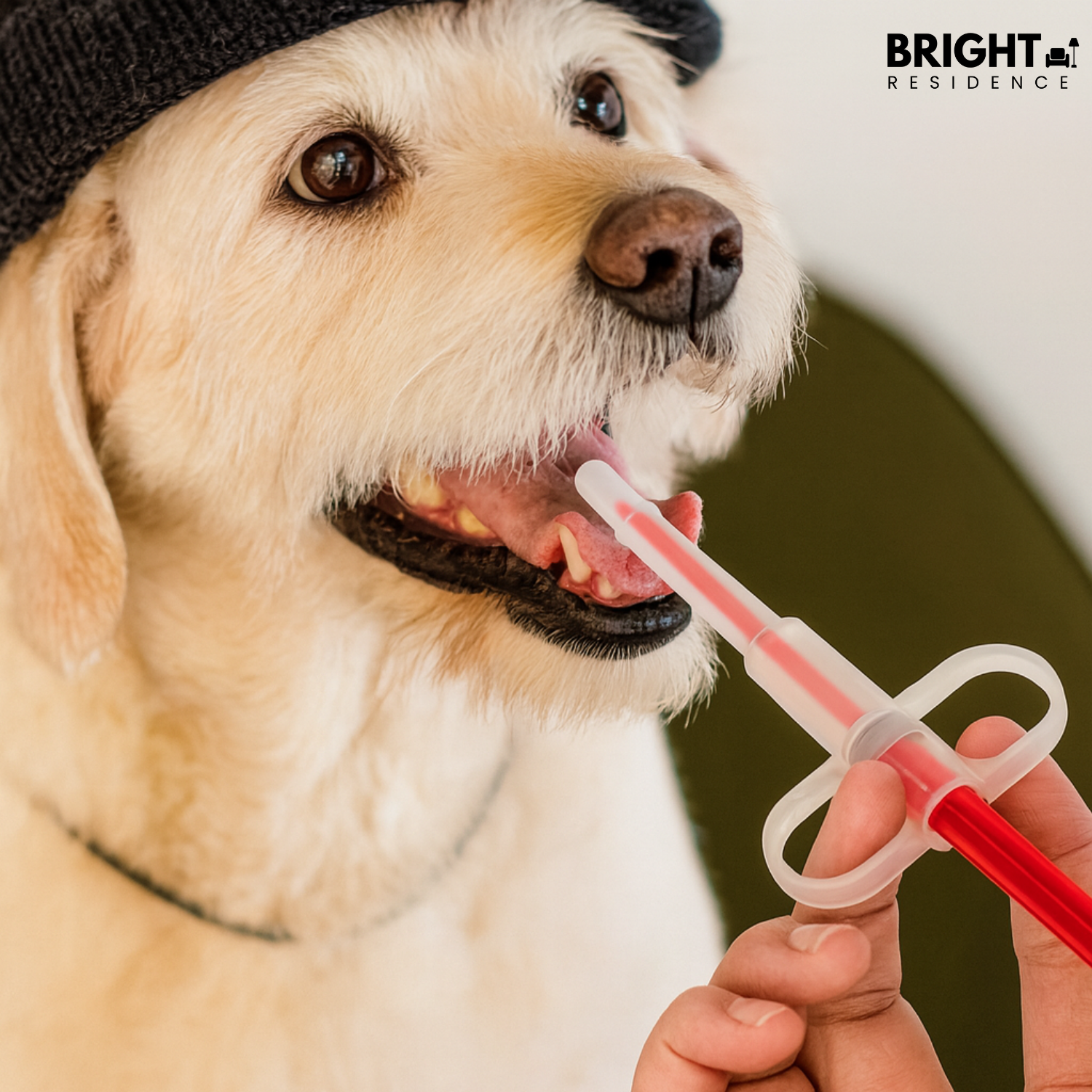 1+1 FREE | PetFeeder Pro – Stress-Free Medication Administration for Pets!