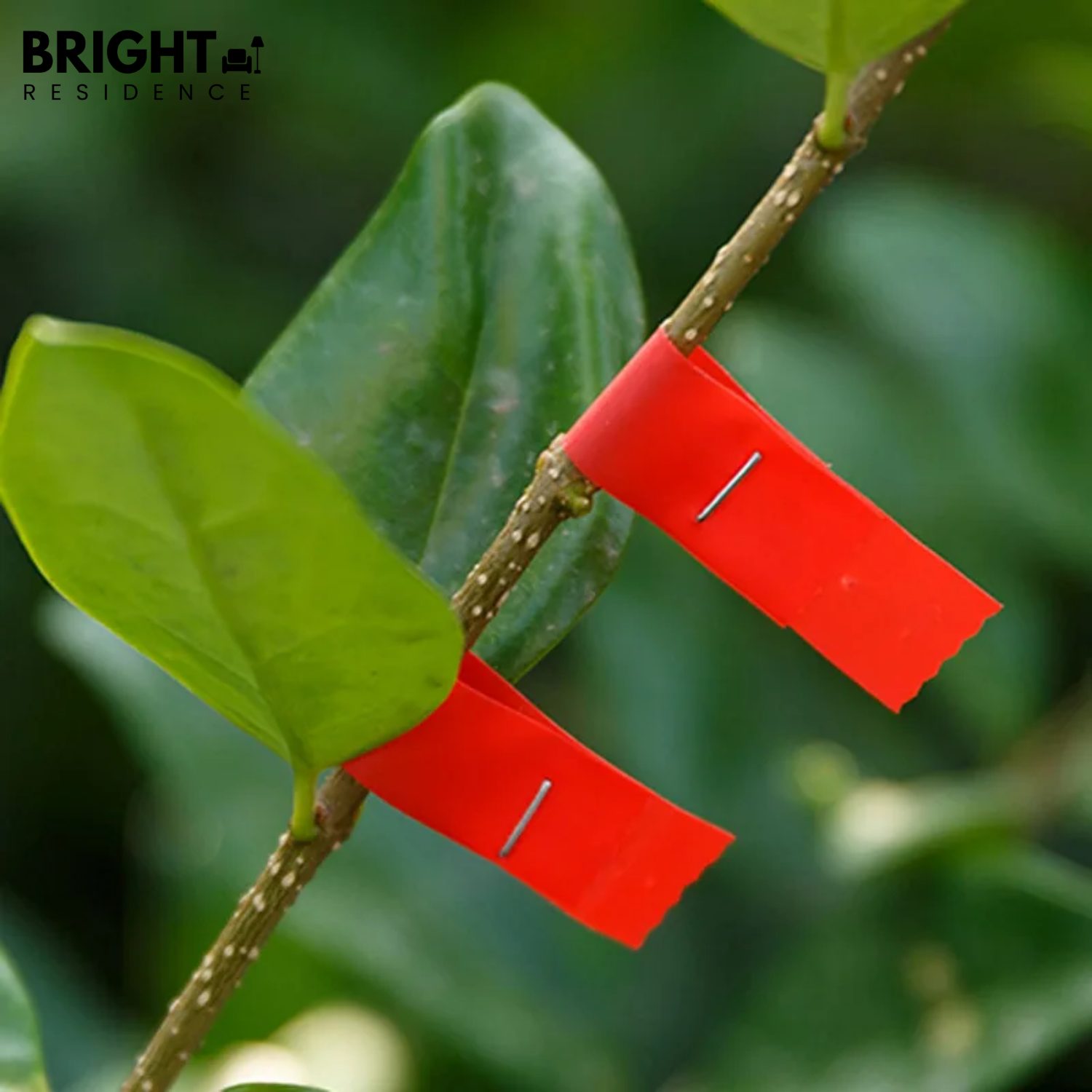 PlantBind - bind plants like a pro in seconds!