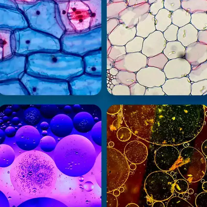 MicroQuest – Explore the Microscopic World with Your Smartphone