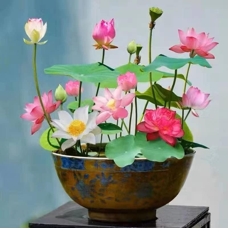 5+5 FREE | LotusBloom - Magical blooms for your pond