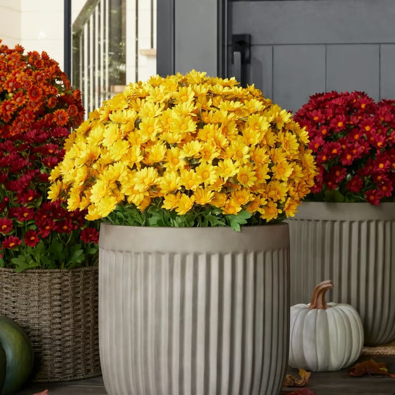 AutumnBloom – Permanent Autumn Splendor Without Maintenance!