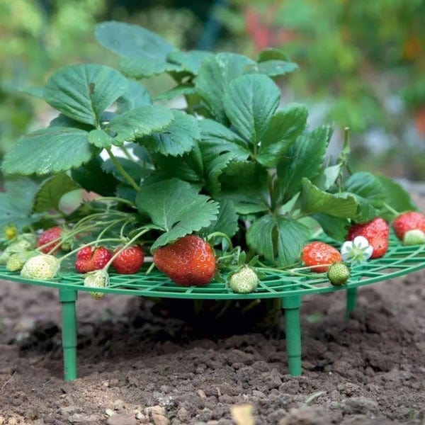 1+2 FREE | GrowBerry - Strawberry growing frame