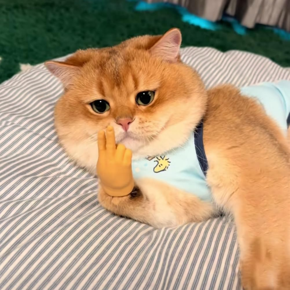 PawsTouch – The Toy Every Cat Instantly Loves