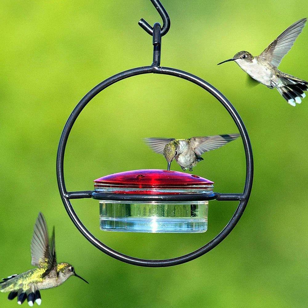 BirdJoy - Attract hummingbirds without the mess