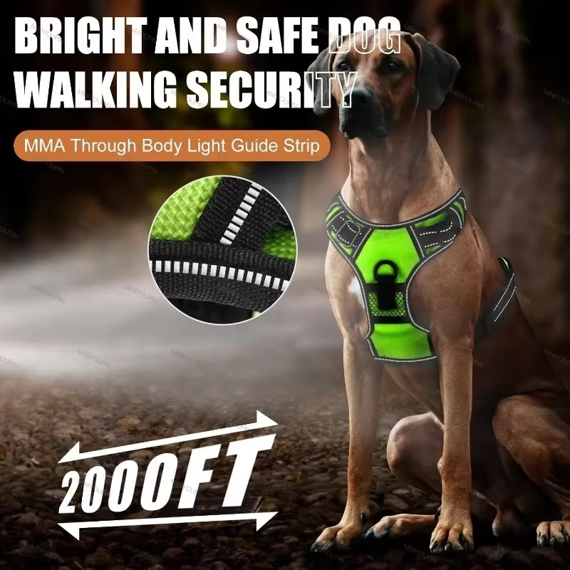PawGuard – Safe & Stylish Walking