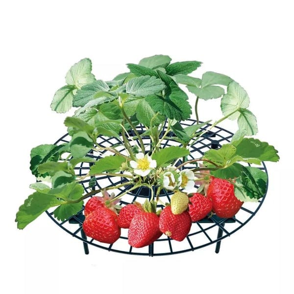 1+2 FREE | GrowBerry - Strawberry growing frame