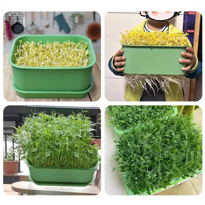 1+1 FREE | GreenBox – Fresh sprouts grown by yourself every day