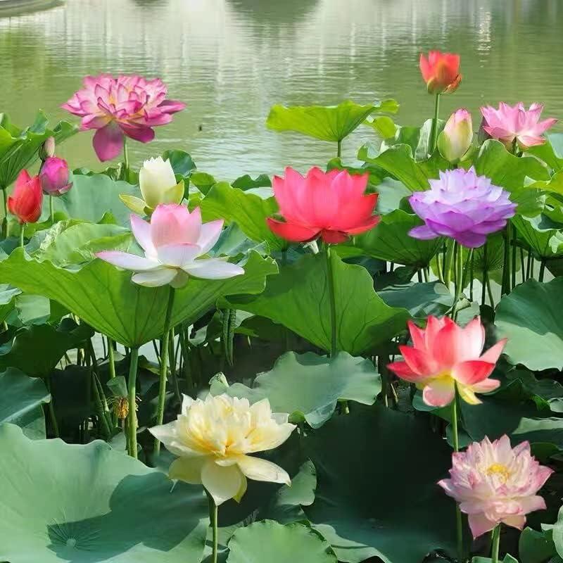 5+5 FREE | LotusBloom - Magical blooms for your pond