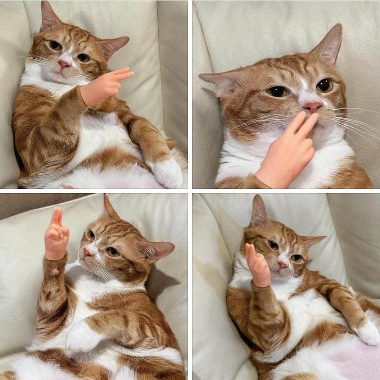 PawsTouch – The Toy Every Cat Instantly Loves