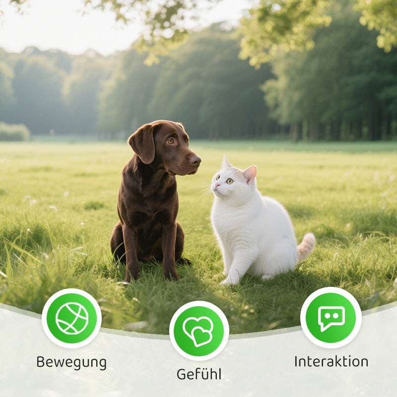 2+1 FREE | PawChase – The Toy That Keeps Your Cat Chasing for More!