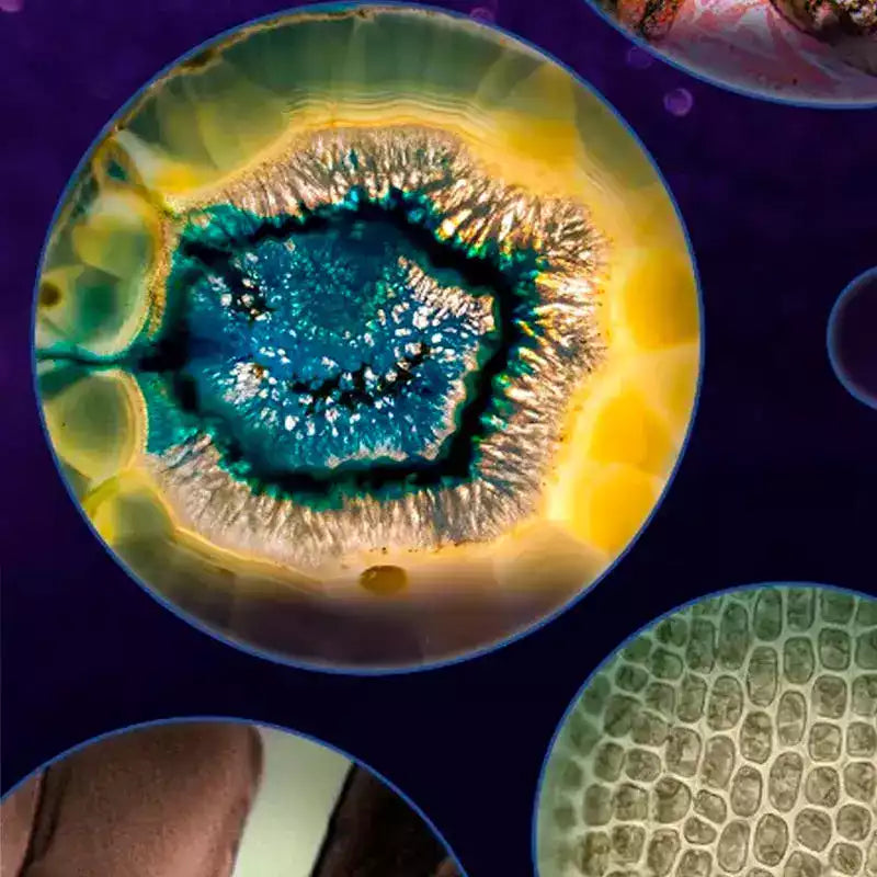 MicroQuest – Explore the Microscopic World with Your Smartphone