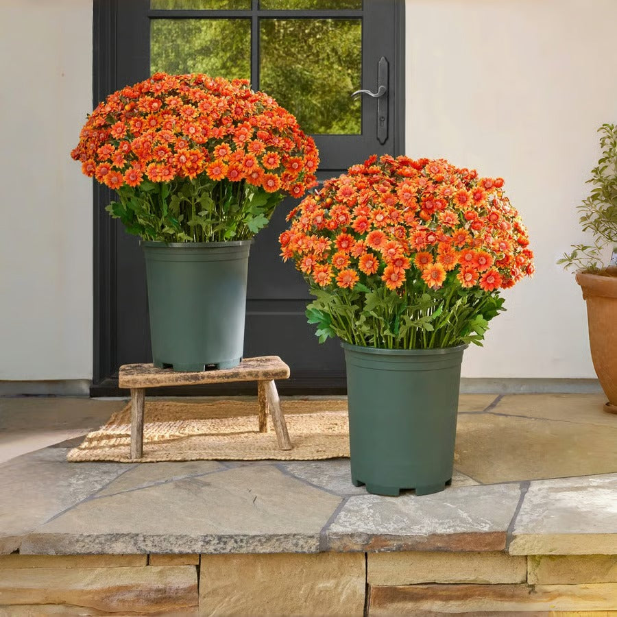AutumnBloom – Permanent Autumn Splendor Without Maintenance!
