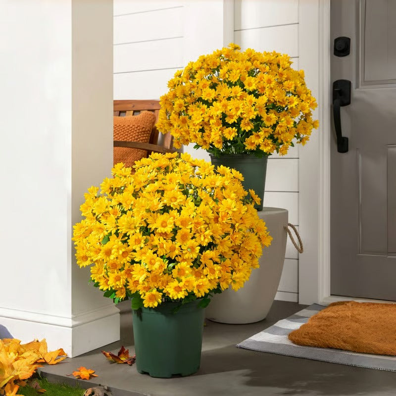 AutumnBloom – Permanent Autumn Splendor Without Maintenance!