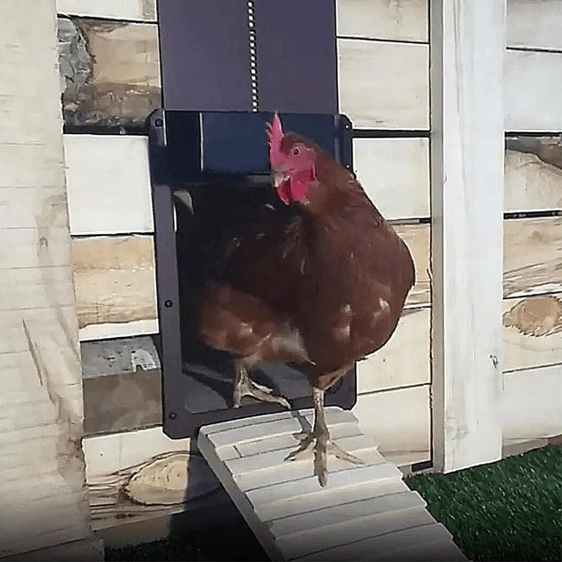 CluckGuard - Automatic safety for your chickens!