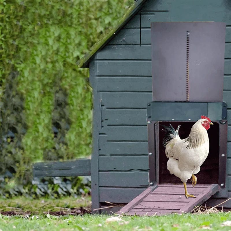 CluckGuard - Automatic safety for your chickens!