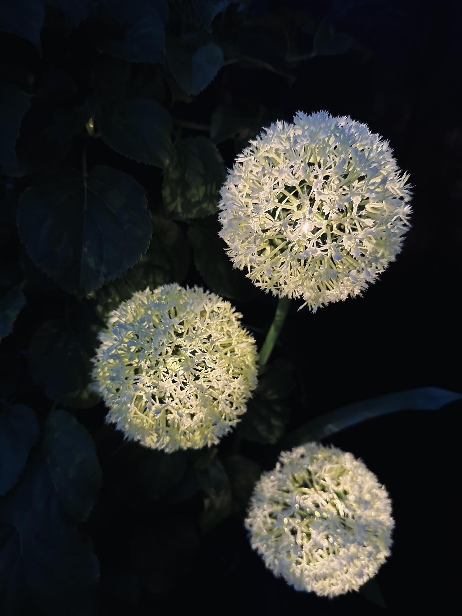 SolarBloom - Magical light for your garden
