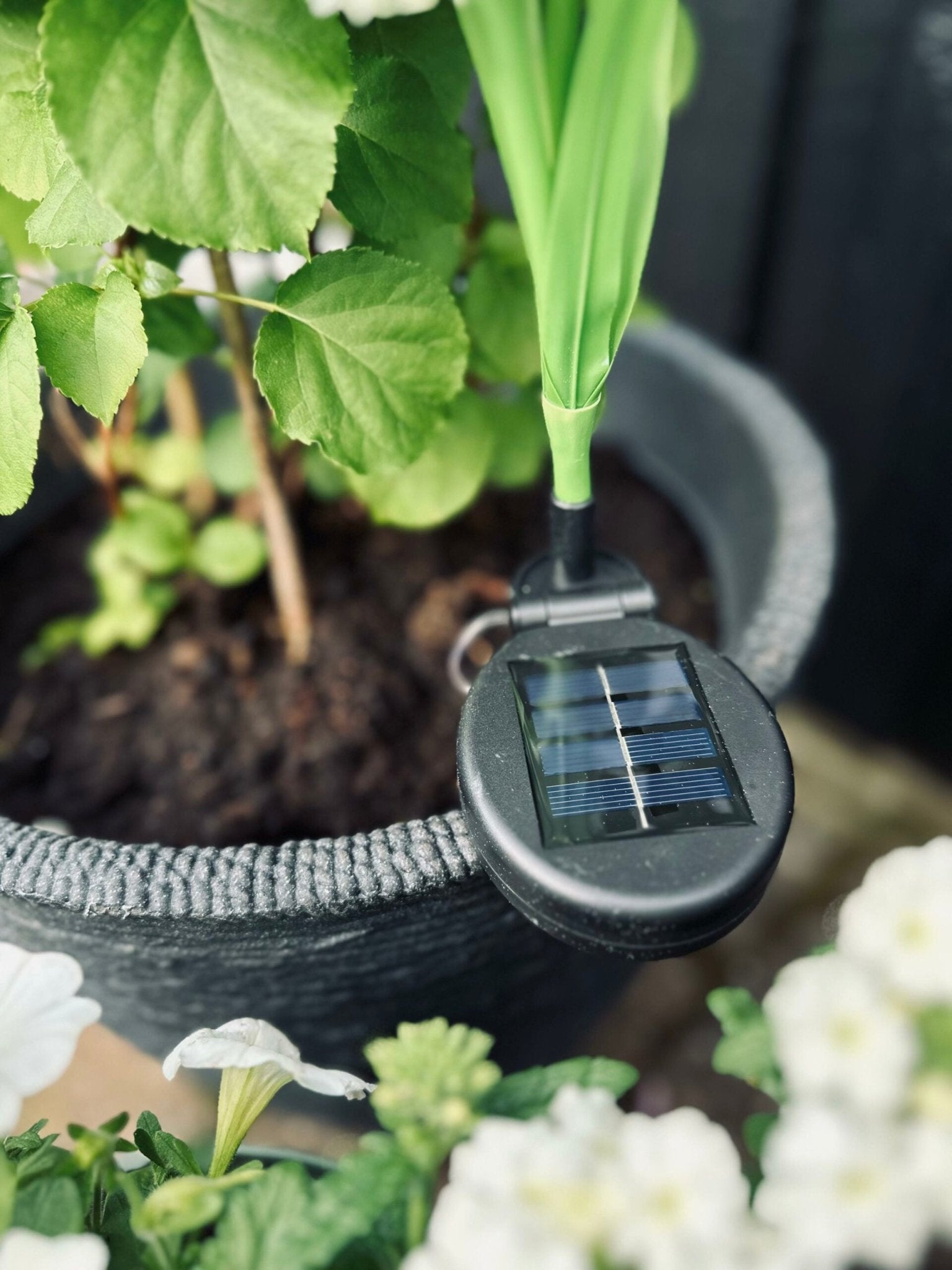 SolarBloom - Magical light for your garden