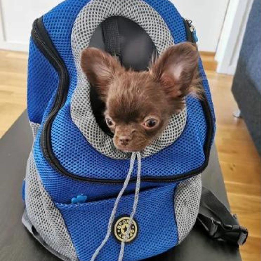 PawCarry – Your Pet's Perfect Travel Companion