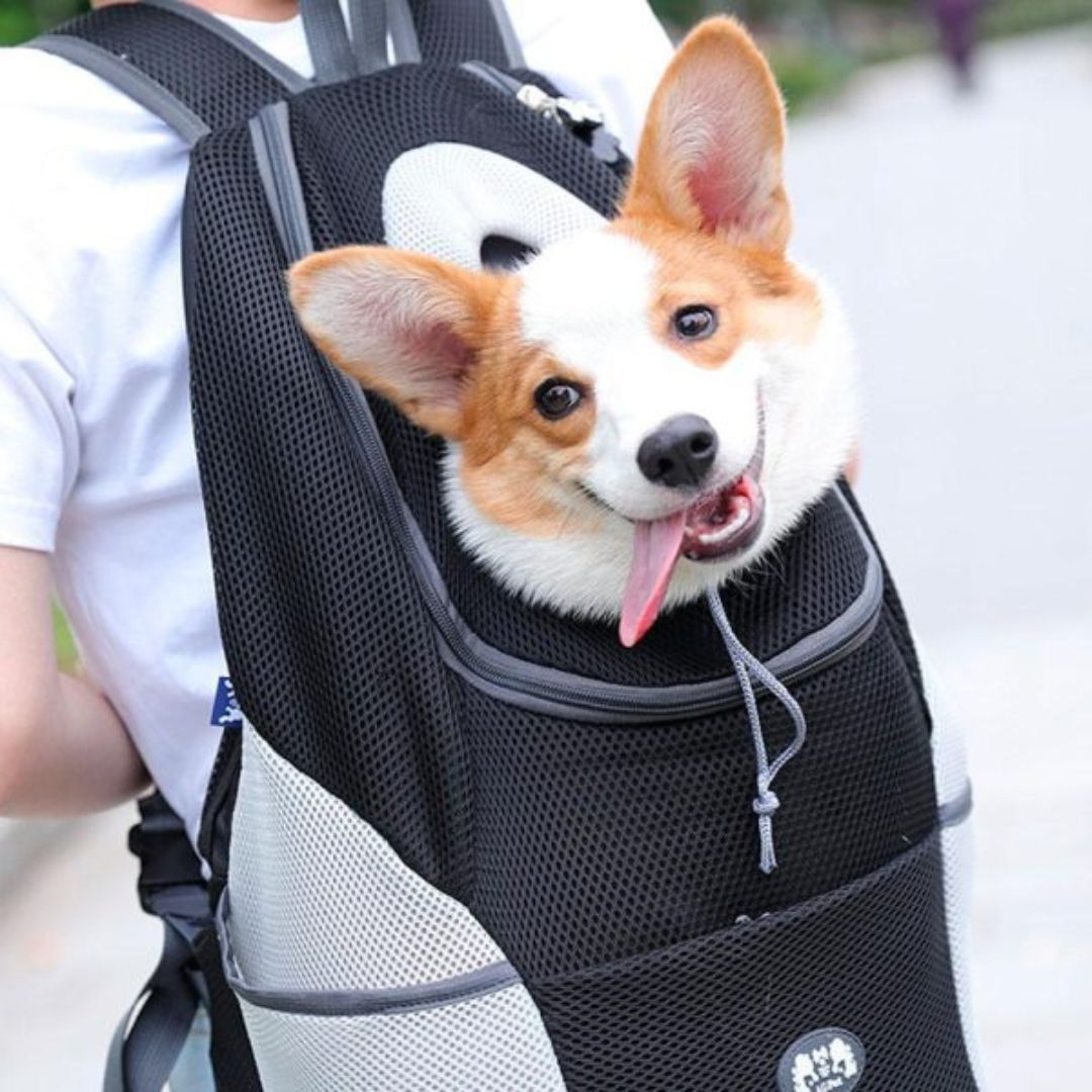 PawCarry – Your Pet's Perfect Travel Companion