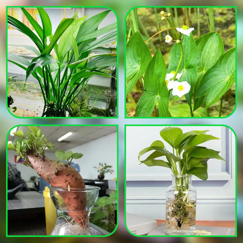 1+1 FREE | HydroScope - Root monitoring made easy